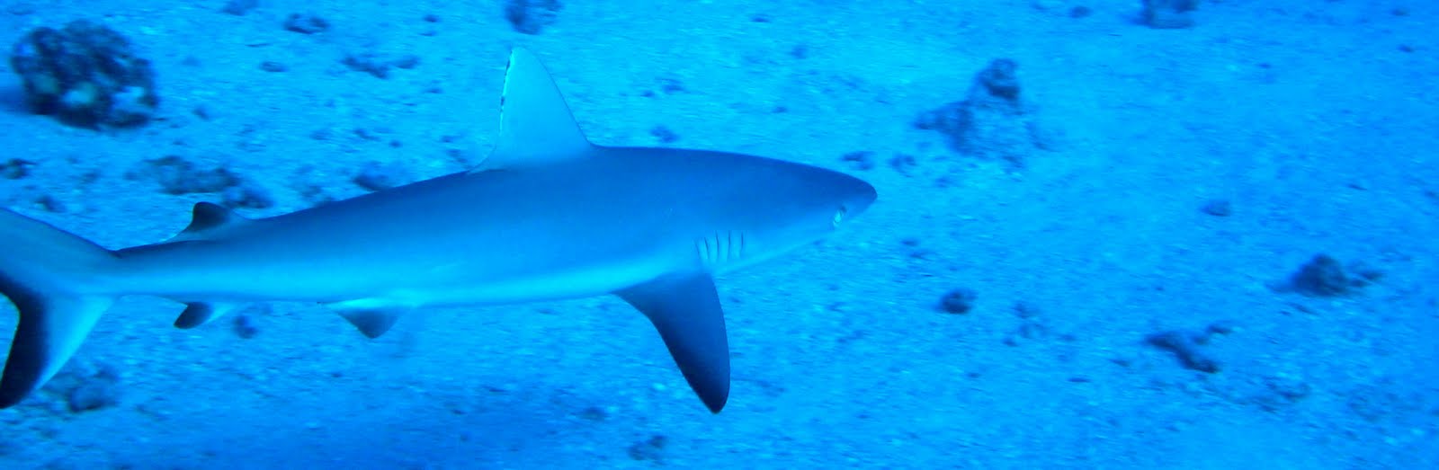 Reef shark cruising through clear blue water