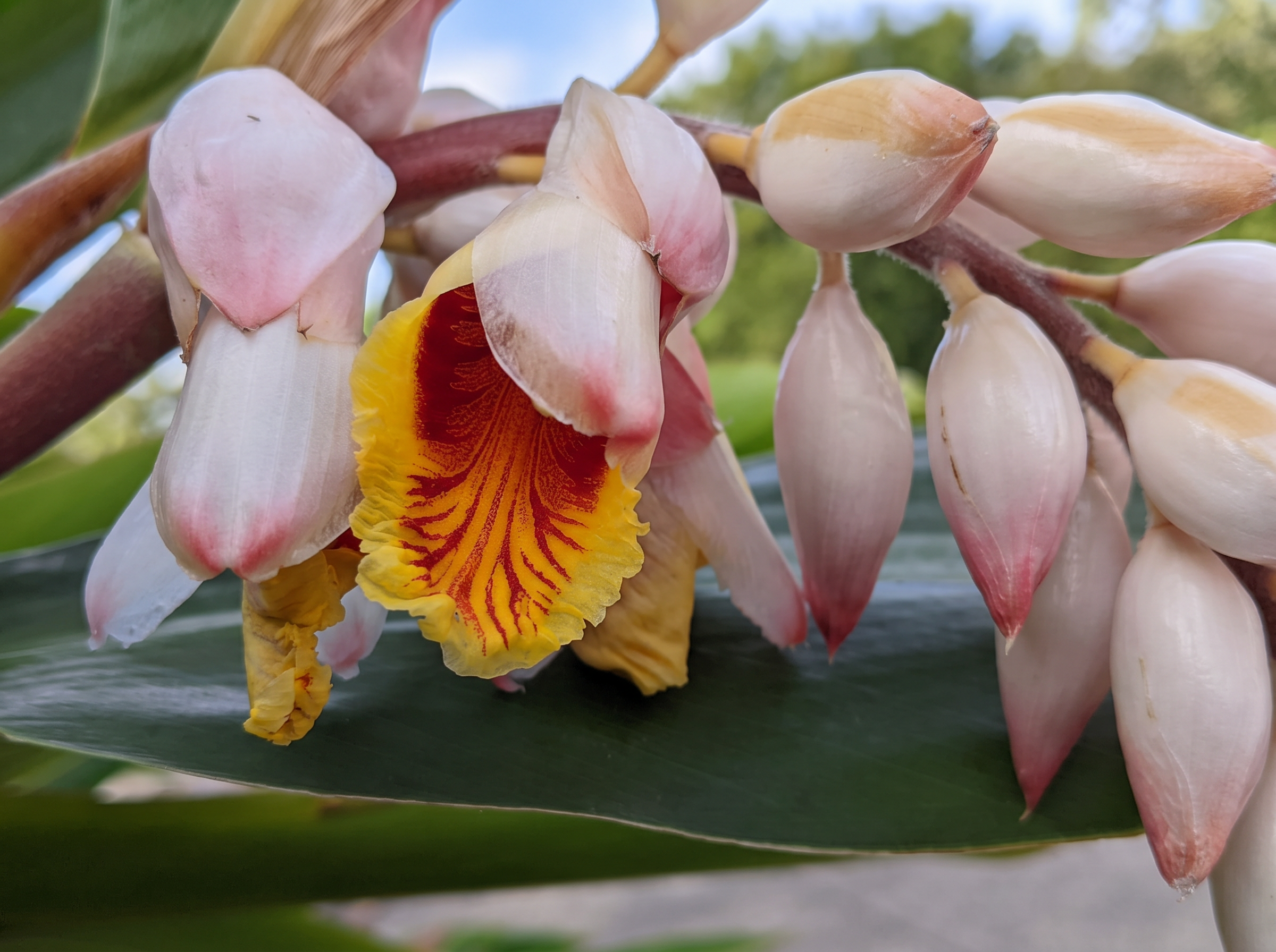 Shell ginger blossoms in full bloom