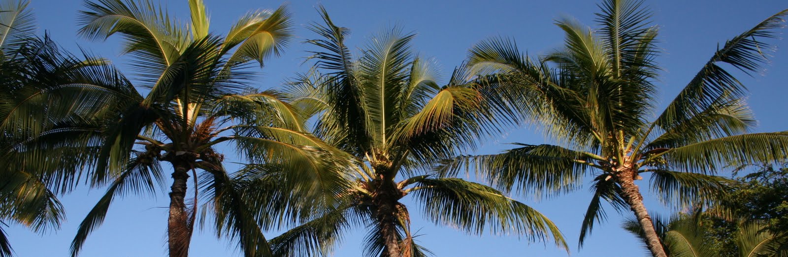 Sunlit palm trees swaying against a blue sky