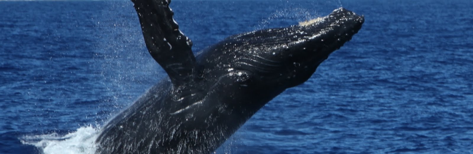 Humpback whale breaching offshore