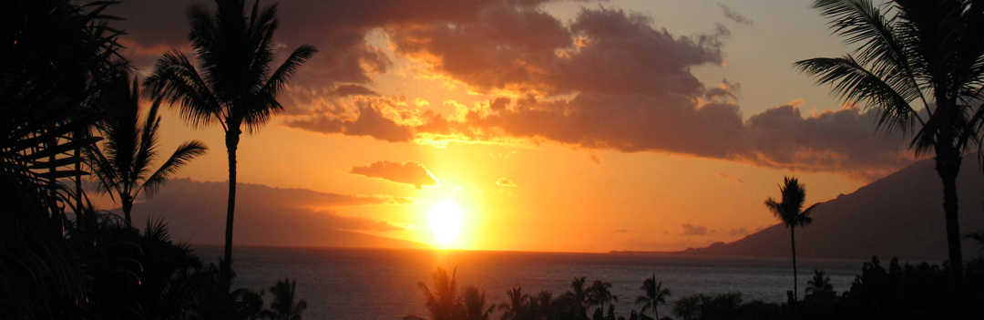 Golden sunset framed by palm trees