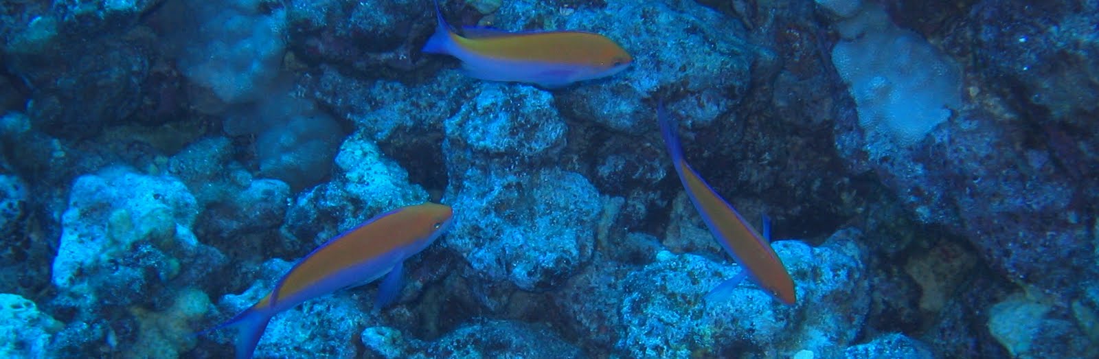 Colorful fish over a Maui coral reef