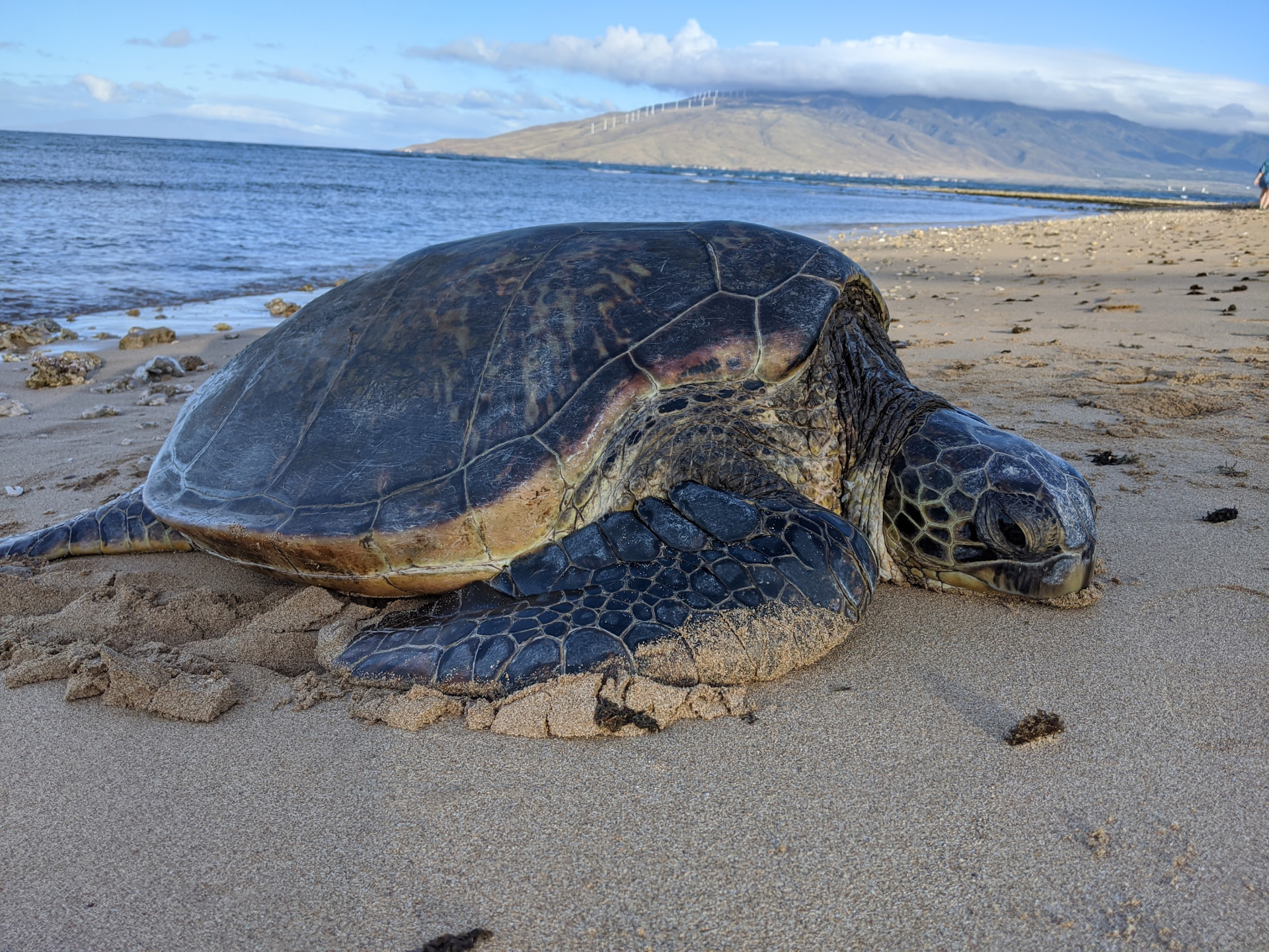 Hawaiian green sea turtle resting on a Maui beach