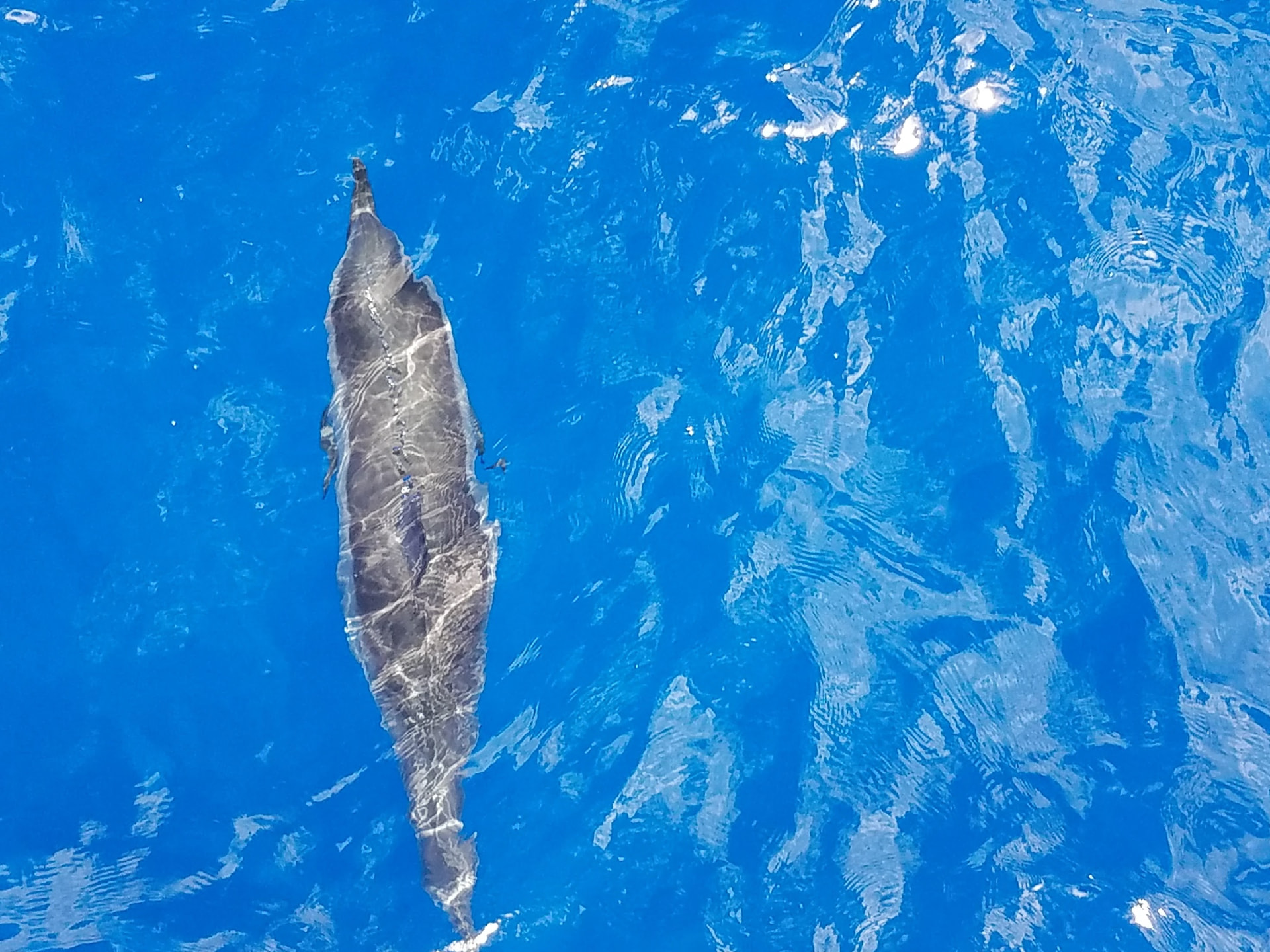 Dolphin swimming in brilliant blue water