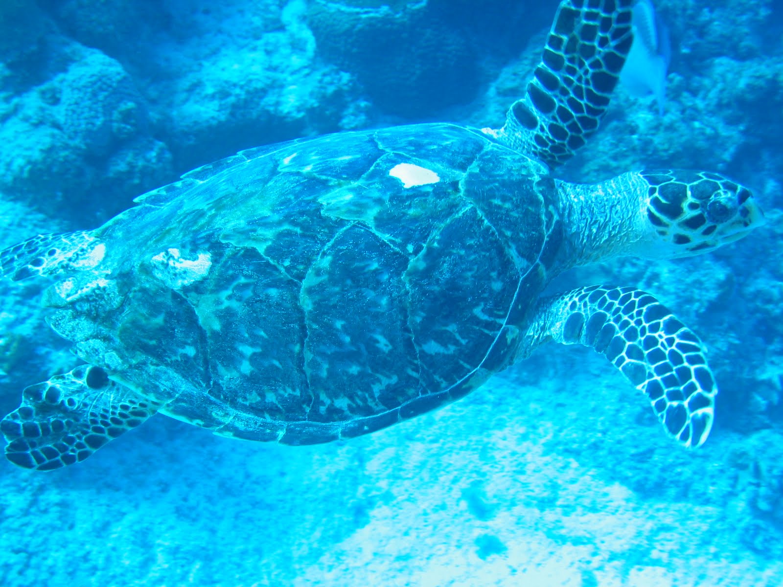 Hawaiian sea turtle swimming over the reef